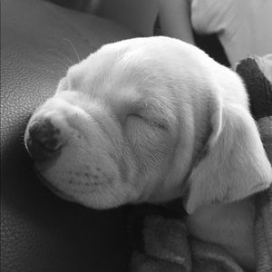 Meet your Posher, Alma